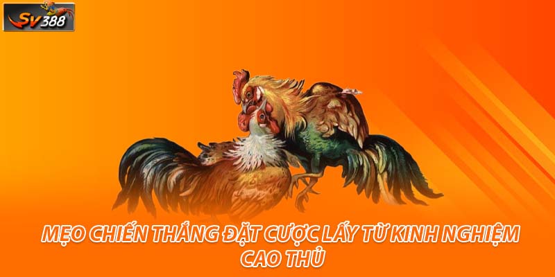 Mẹo chiến thắng đặt cược lấy từ kinh nghiệm cao thủ