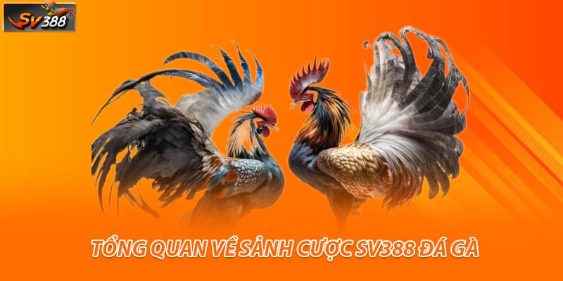 Tổng quan về sảnh cược SV388 đá gà tại QQ88 