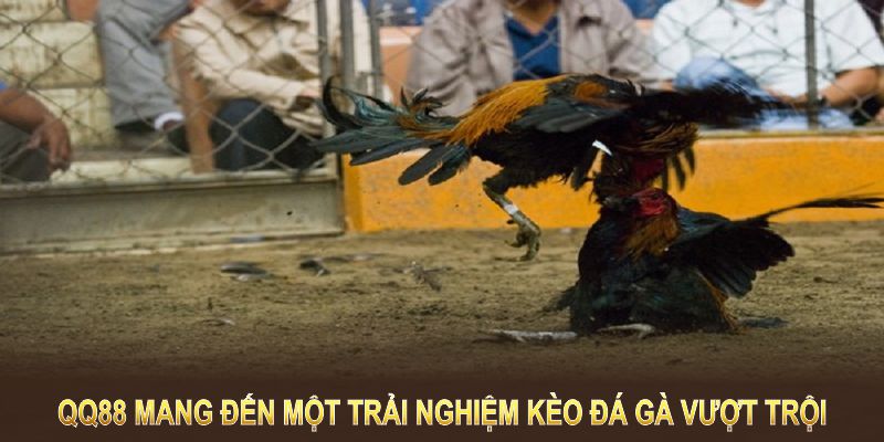 Sân chơi mang đến một trải nghiệm kèo đá gà vượt trội với đa dạng loại kèo 